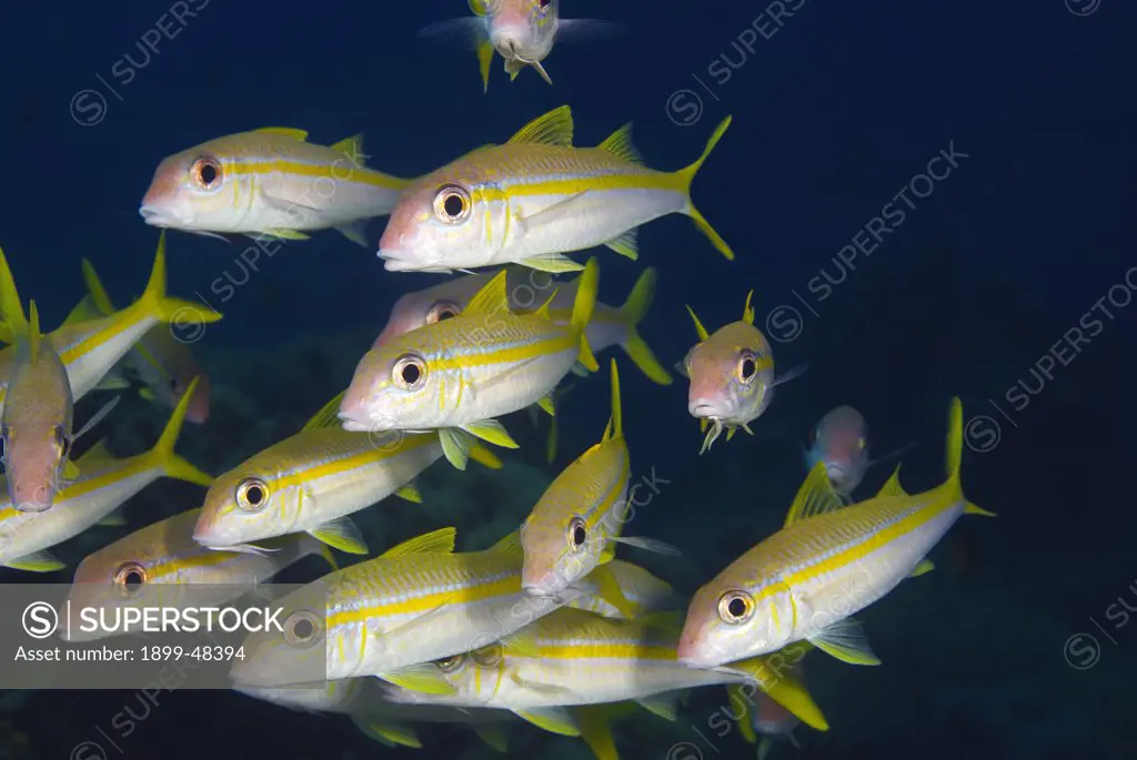 Close-up shot of school of yellow goatfish. Mulloidichthys martinicus. Curacao, Netherlands Antilles. . . .