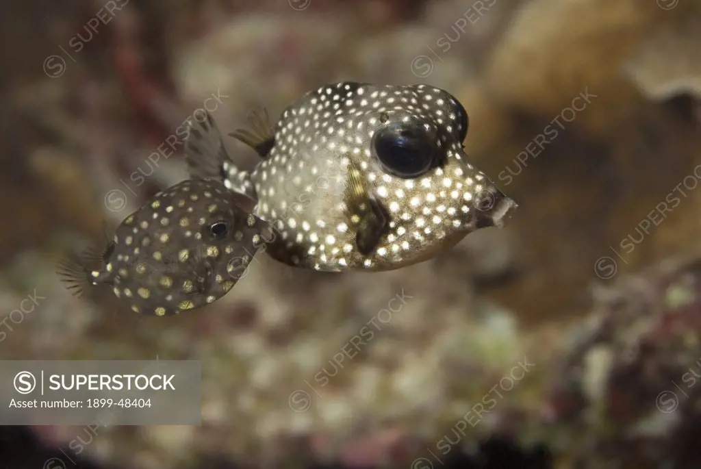 Two trunkfish, one juvenile and one young adult. Lactophrys triqueter. Curacao, Netherlands Antilles. . . .