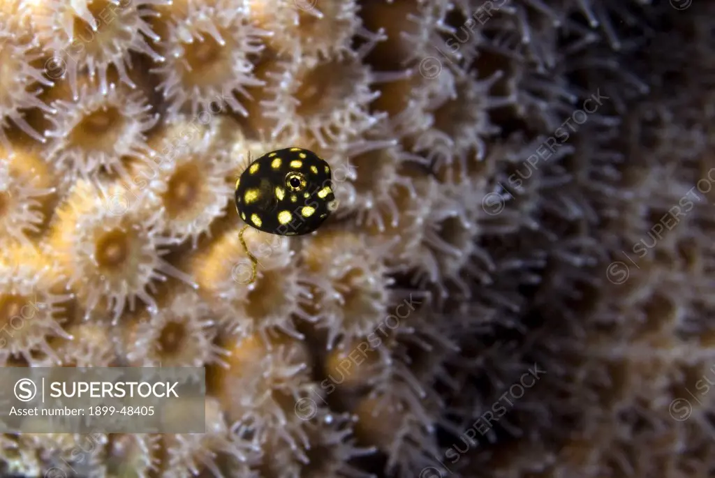 Juvenile trunkfish in front of star coral showing off tiny size. Lactophrys triqueter. Curacao, Netherlands Antilles. . . .