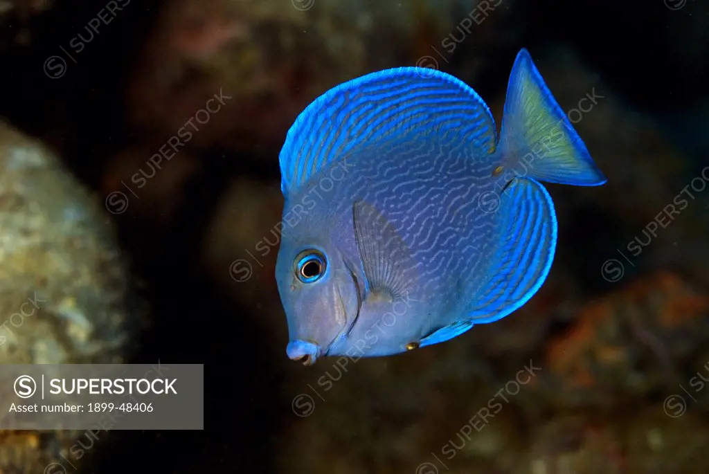 Portrait of a blue tang in the intermediate phase. Acanthurus coeruleus. Curacao, Netherlands Antilles. . . .