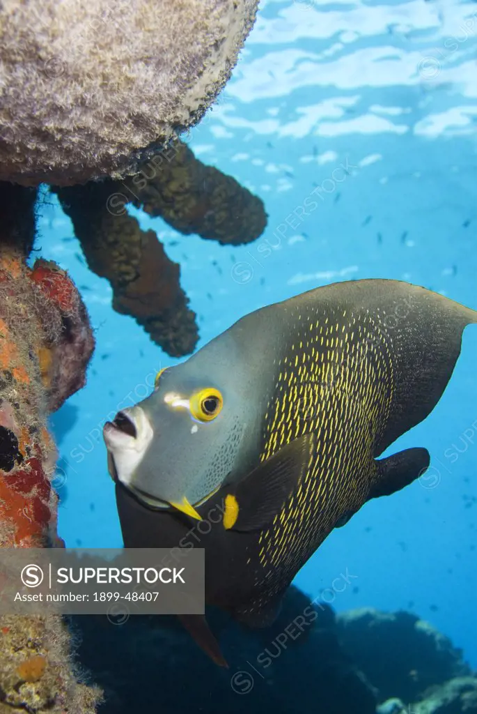 Portrait of a French angelfish. Pomacanthus paru. Curacao, Netherlands Antilles. . . .