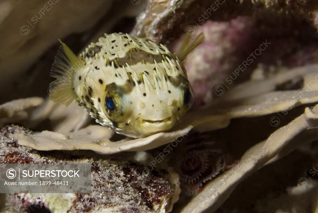 Face-shot of juvenile balloonfish. Diodon holocanthus. Curacao, Netherlands Antilles. . . .