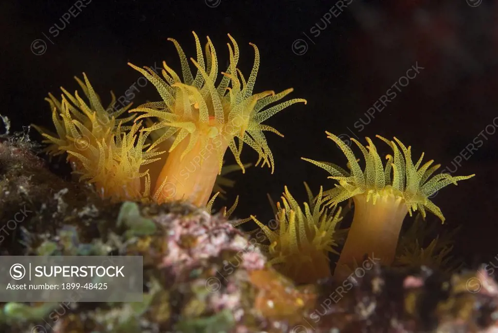 Close-up of orange cup coral with open polyps. Tubastraea coccinea. Curacao, Netherlands Antilles. . . .