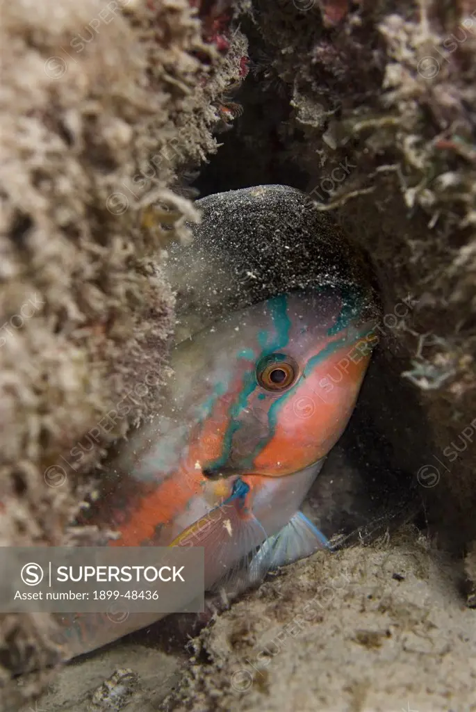 Princess parrotfish in mucous nightgown sleeping in the coral reef. Scarus taeniopterus. Curacao, Netherlands Antilles. . . .