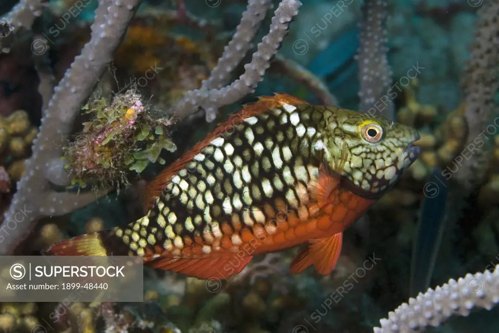 Initial phase stoplight parrotfish. Sparisoma viride. Curacao, Netherlands Antilles. . . .