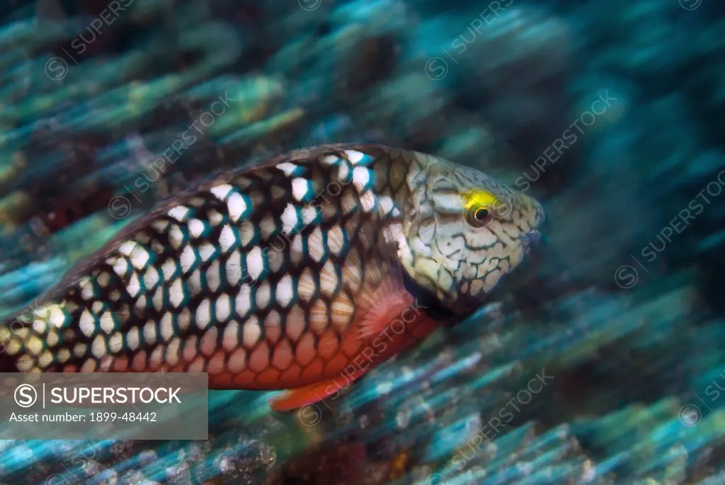 Initial phase stoplight parrotfish in motion over coral reef. Sparisoma viride. Curacao, Netherlands Antilles. . . .