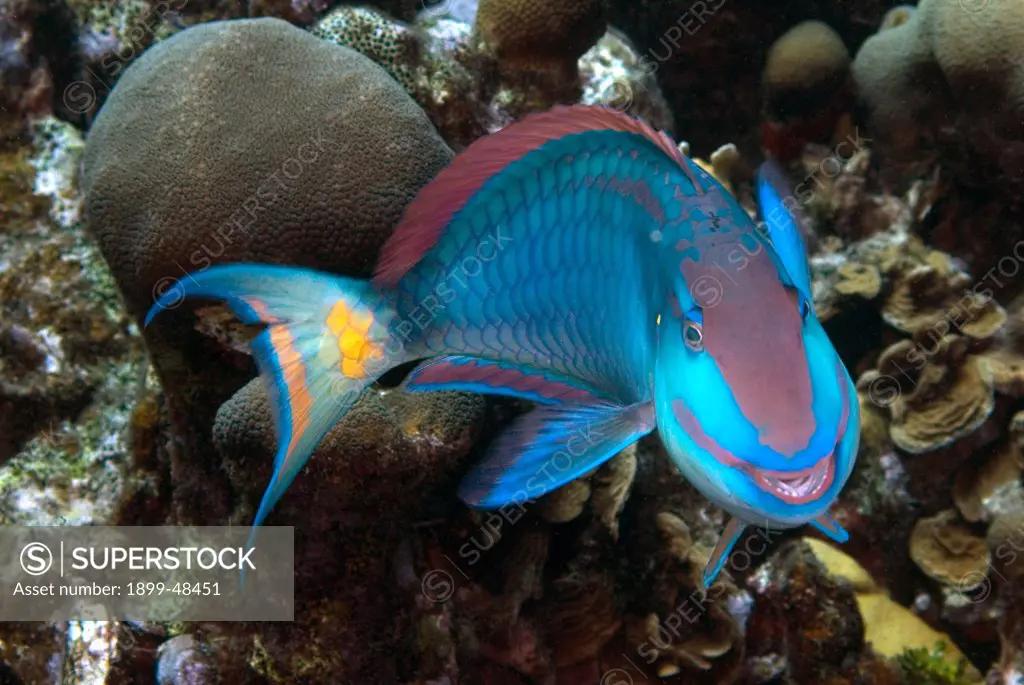 Face shot of stoplight parrotfish looking like he is smiling. Sparisoma viride. Curacao, Netherlands Antilles. . . .
