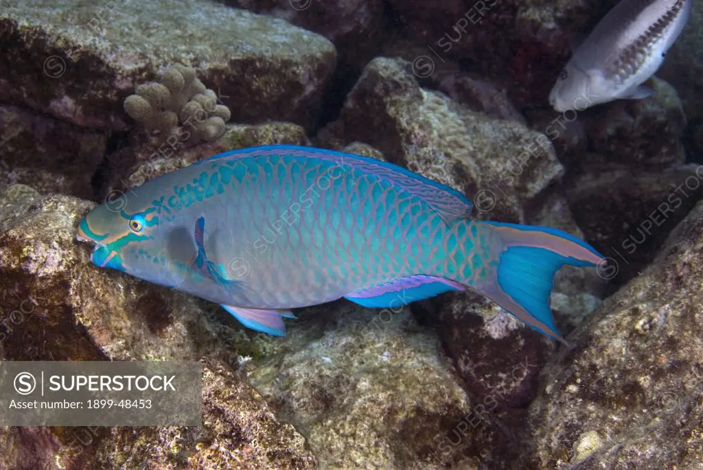 Queen parrotfish feeding on coral. Scarus vetula. Curacao, Netherlands Antilles. . . .