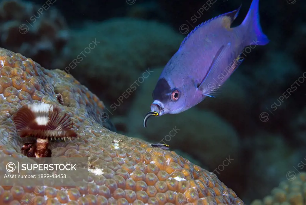 Creole wrasse getting cleaned by a gobie. Clepticus parrae. Curacao, Netherlands Antilles. . . .