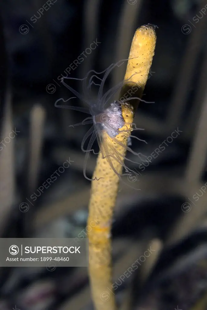 Unidentified anemone on sponge. Order: Actinaria About the size of a nickel. Curacao, Netherlands Antilles. . . .