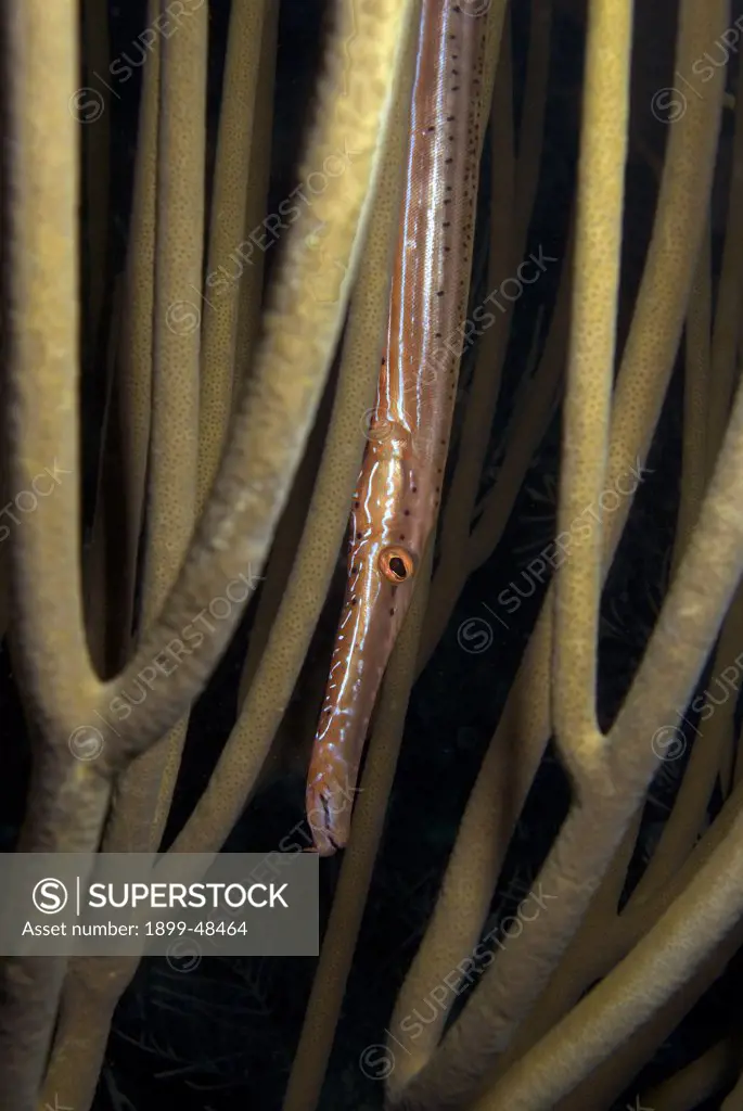 Close-up of a juvenile trumpetfish hiding in a gorgonian. Aulostomus maculatus. Curacao, Netherlands Antilles. . . .