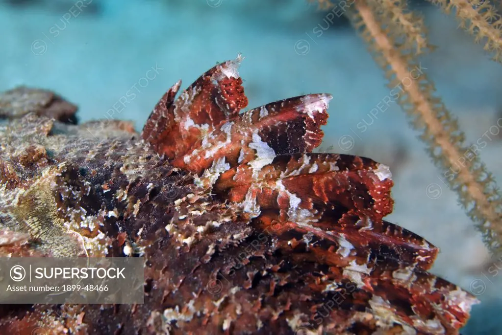 Close-up venomous dorsal spines, of scorpionfish, Scorpaena plumieri. Curacao, Netherlands Antilles. . . .