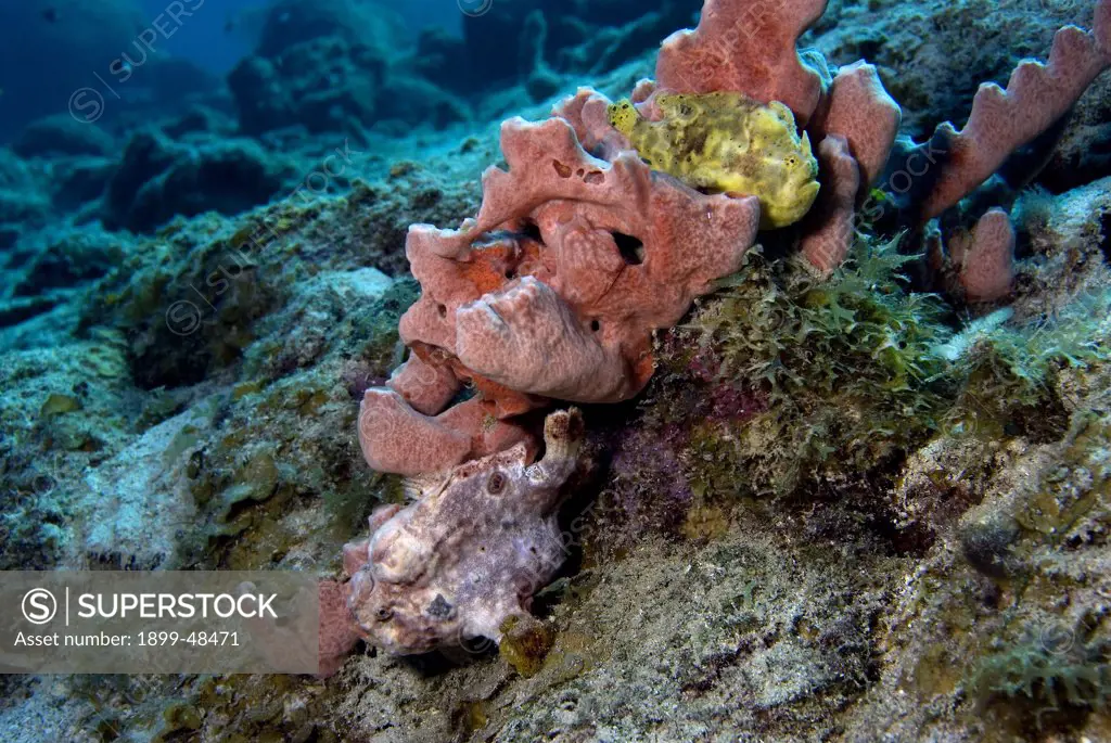 Two longlure frogfish on a pink sponge. Antennarius multiocellatus. One frogfish is yellow, the other is pink and at the bottom of the sponge. Curacao, Netherlands Antilles. . . .