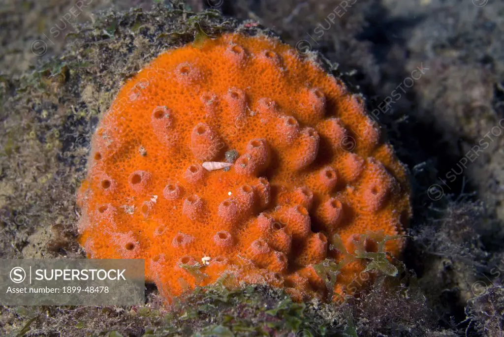 Unidentified orange sponge. Demospongiae.  Curacao, Netherlands Antilles. . . .