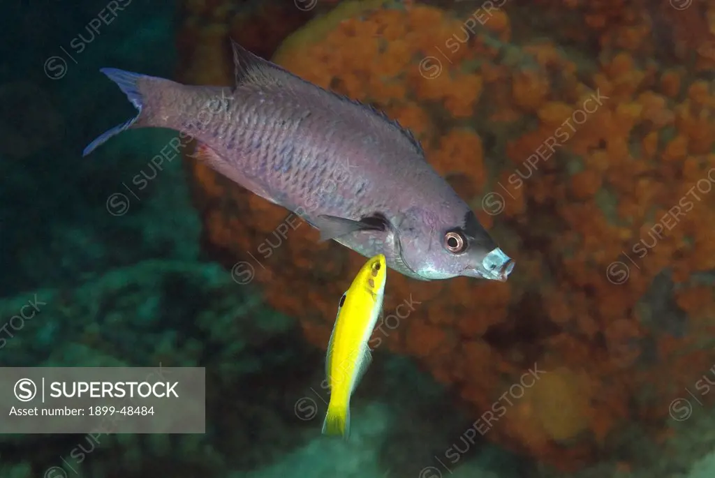 Initial yellow phase of a bluehead wrasse cleaning a creole wrasse. Thalassoma bifasciatum, Clepticus parrae. Curacao, Netherlands Antilles. . . .