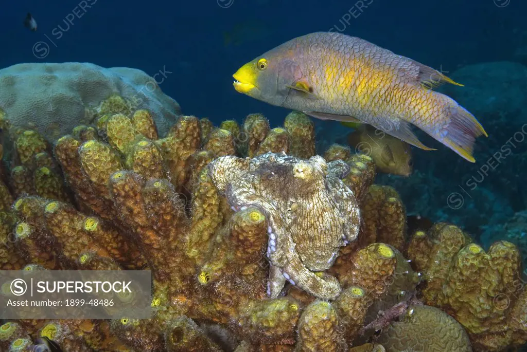 Forging octopus with a Spanish hogfish shadow feeding above him. Bodianus rufus, Octopus vulgaris. Curacao, Netherlands Antilles. . . .