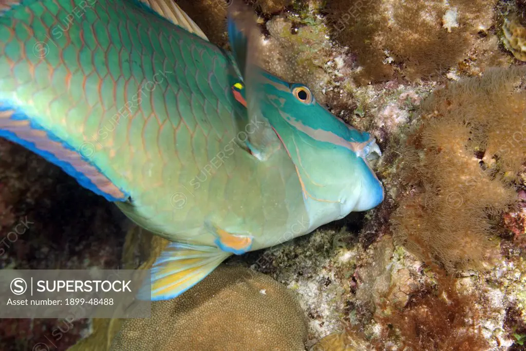 Stoplight parrotfish taking a bite of coral. Sparisoma viride. Curacao, Netherlands Antilles. . . .