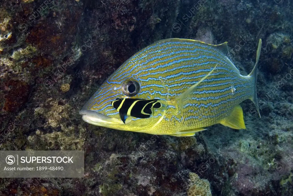 Bluestriped grunt being cleaned by a juvenile French angelfish. Haemulon sciurus, Pomacanthus paru. Curacao, Netherlands Antilles. . . .
