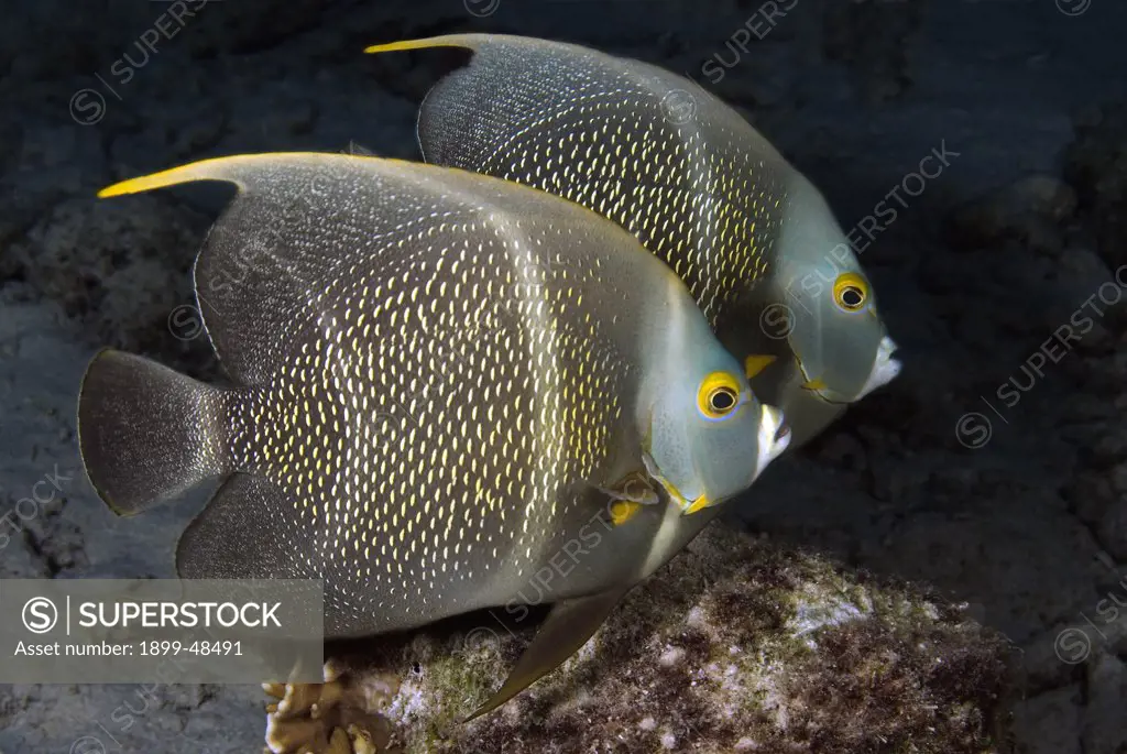Portrait of two French angelfish. Pomacanthus paru. Curacao, Netherlands Antilles. . . .