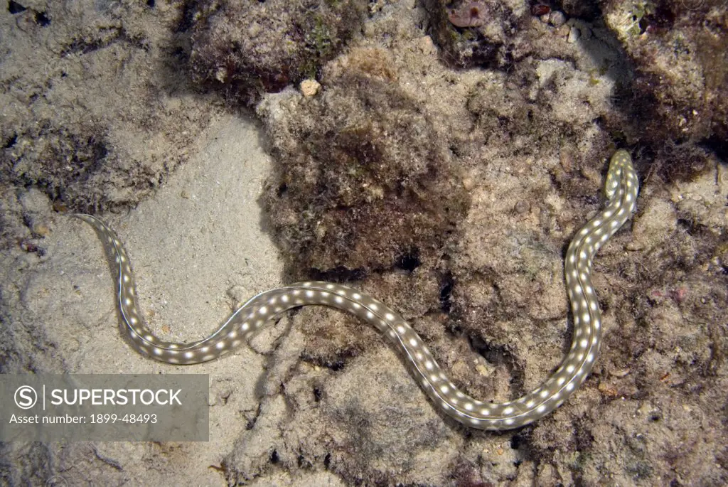 Sharptail eel hunting out on the reef. Myrichthys breviceps. Curacao, Netherlands Antilles. . . .