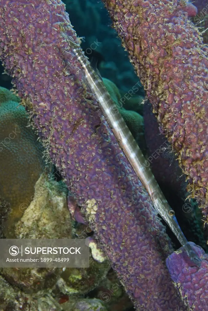Juvenile trumpetfish in customary pose, blending in with purple stove pipe sponge. Aulostomus maculatus. Curacao, Netherlands Antilles. . . .