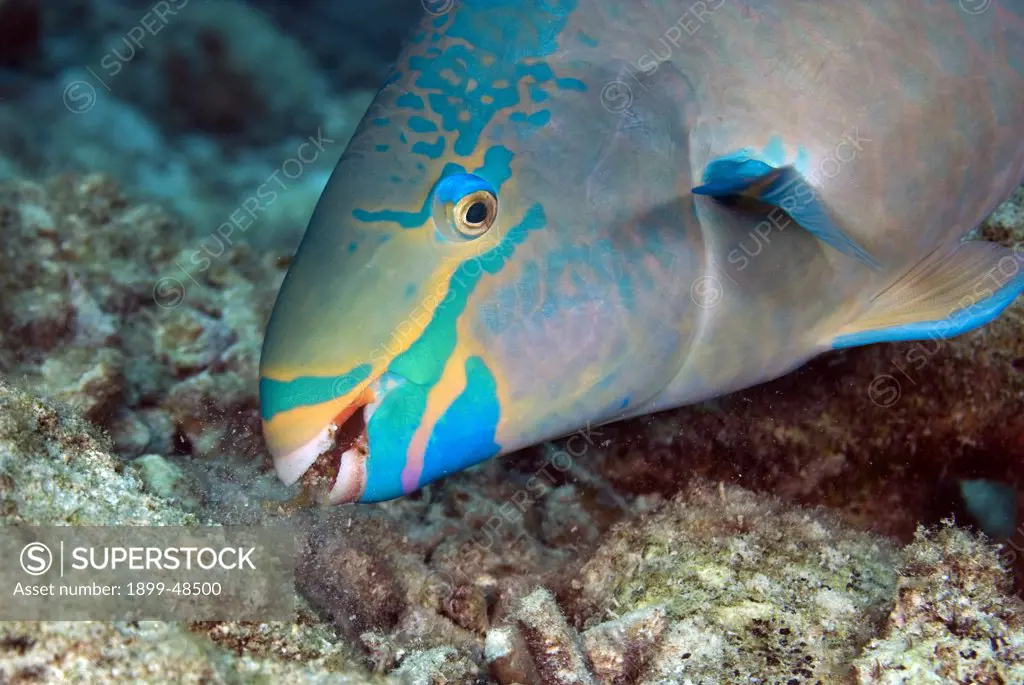 Close-up of queen parrotfish feeding of coral. Scarus vetula. Curacao, Netherlands Antilles. . . .