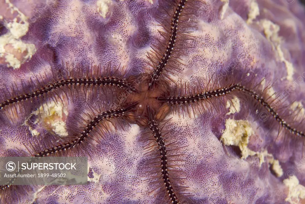 Close-up of sponge brittle star. Ophiothrix suensonii. Curacao, Netherlands Antilles. . . .
