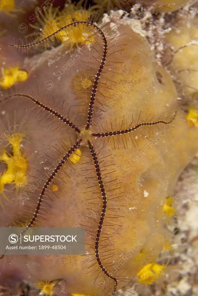 Sponge brittle star. Ophiothrix suensonii. Curacao, Netherlands Antilles. . . .