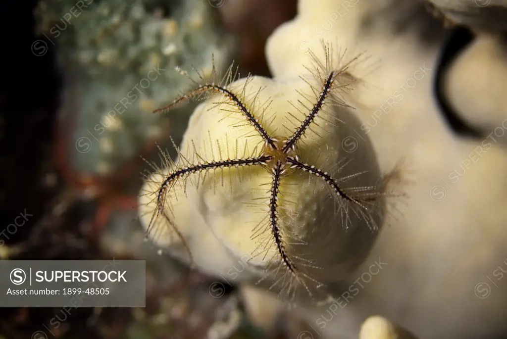 Close up of tiny sponge brittle star. Ophiothrix suensonii. Curacao, Netherlands Antilles. . . .