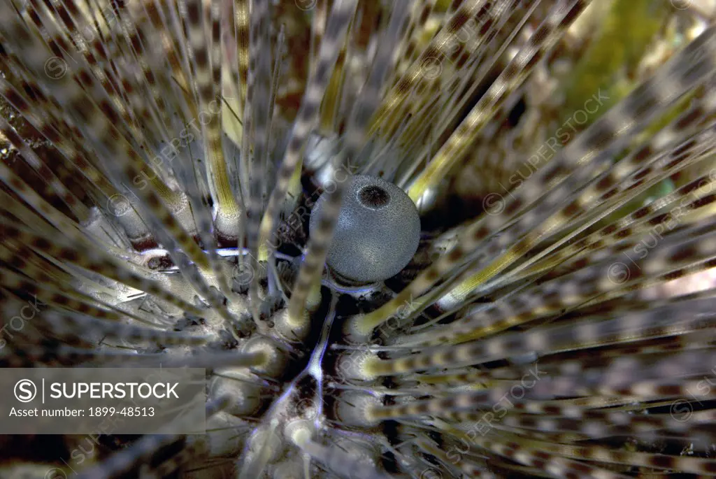 Close up of long-spined sea urchin. Diadema antillarum. Sea Aquarium Reef, Curacao, Netherlands Antilles. . . .