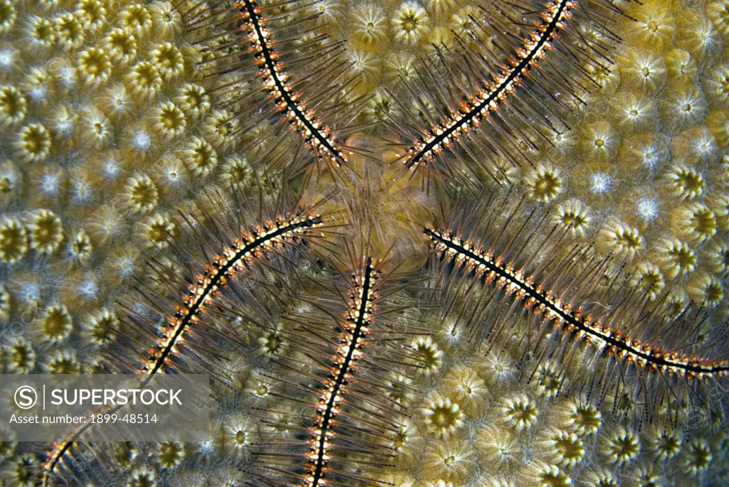 Close-up showing of brittle star on coral, showing central  disc and arms. Ophiothrix suensonni.  Sea Aquarium Reef, Curacao, Netherlands Antilles. . . .