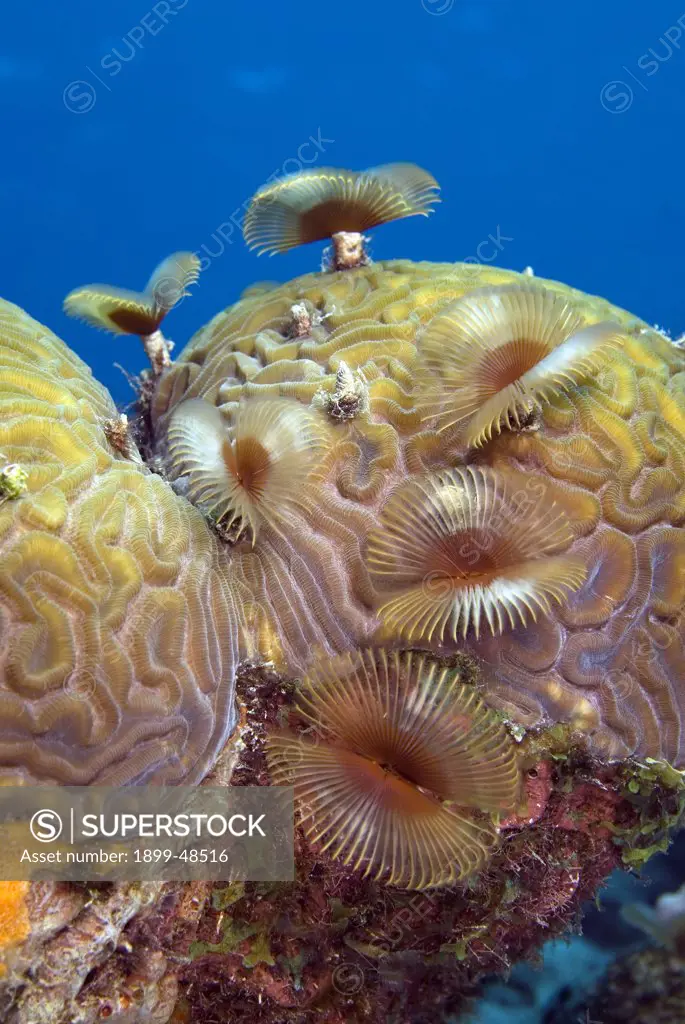 Coral reef scene of split-crown feather duster worms on brain coral. Anamobaea orstedii, Diploria labyrinthiformis.  Something Special, Bonaire, Netherlands Antilles. . . .