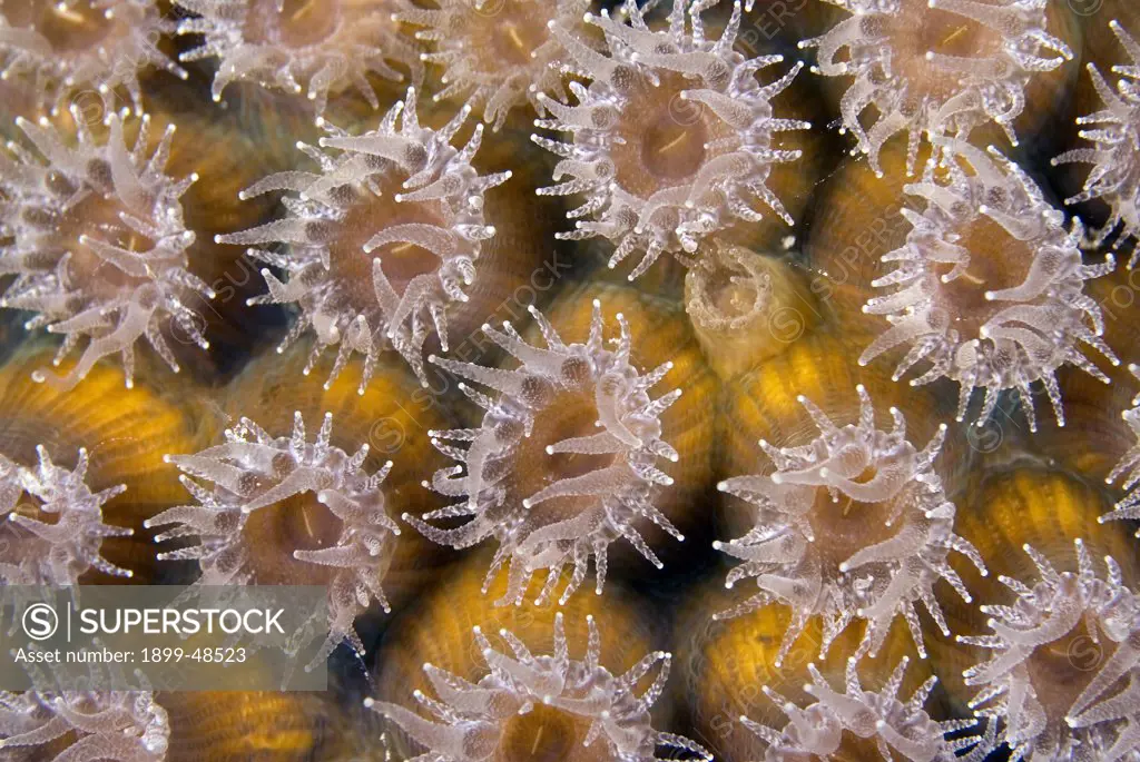 Close-up of great star coral with open polyps. Montastraea cavernosa. Sea Aquarium Reef, Curacao, Netherlands Antilles. . . .
