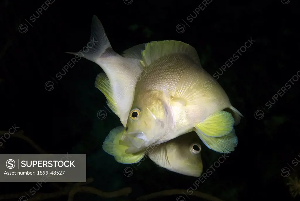 Courtship behavior of  spawning butter hamlet. Hypoplectrus unicolor.  Sea Aquarium Reef, Curacao, Netherlands Antilles. . . .