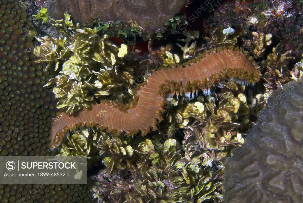 Huge bearded fireworm out feeding on the reef at night. Hermodice carunculata. Approximately 10 inches long. Sea Aquarium Reef, Curacao, Netherlands Antilles. . . .