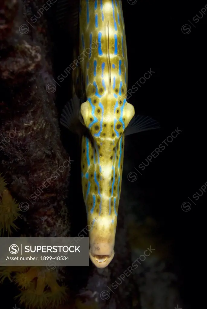 Dorsal head shot of a scrawled filefish, showing unique head shape. Aluterus scriptus.  Sea Aquarium Reef, Curacao, Netherlands Antilles. . . .