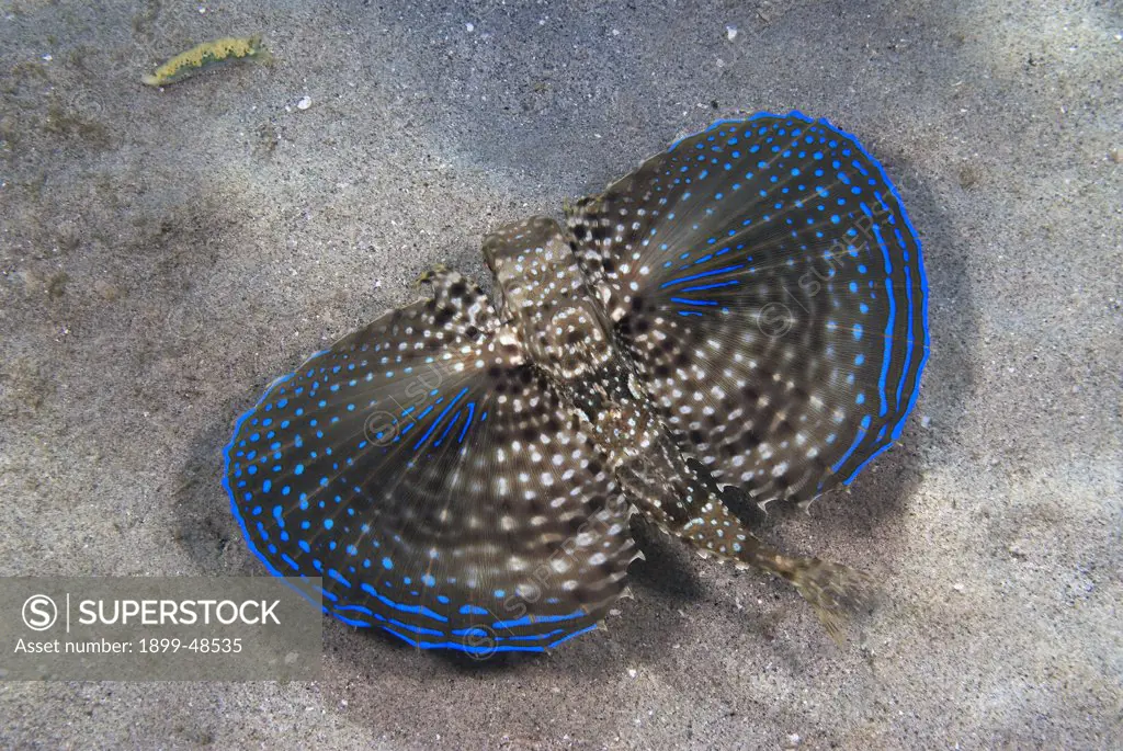 Flying gurnard fish showing extended pectoral fins in 'flying behavior'. Dactylopterus volitans. Blue Bay, Curacao, Netherlands Antilles. . . .