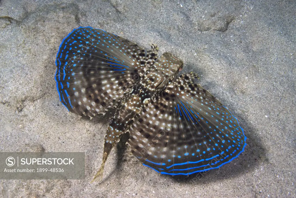 Flying gurnard fish showing extended pectoral fins in 'flying behavior'. Dactylopterus volitans. Blue Bay, Curacao, Netherlands Antilles. . . .