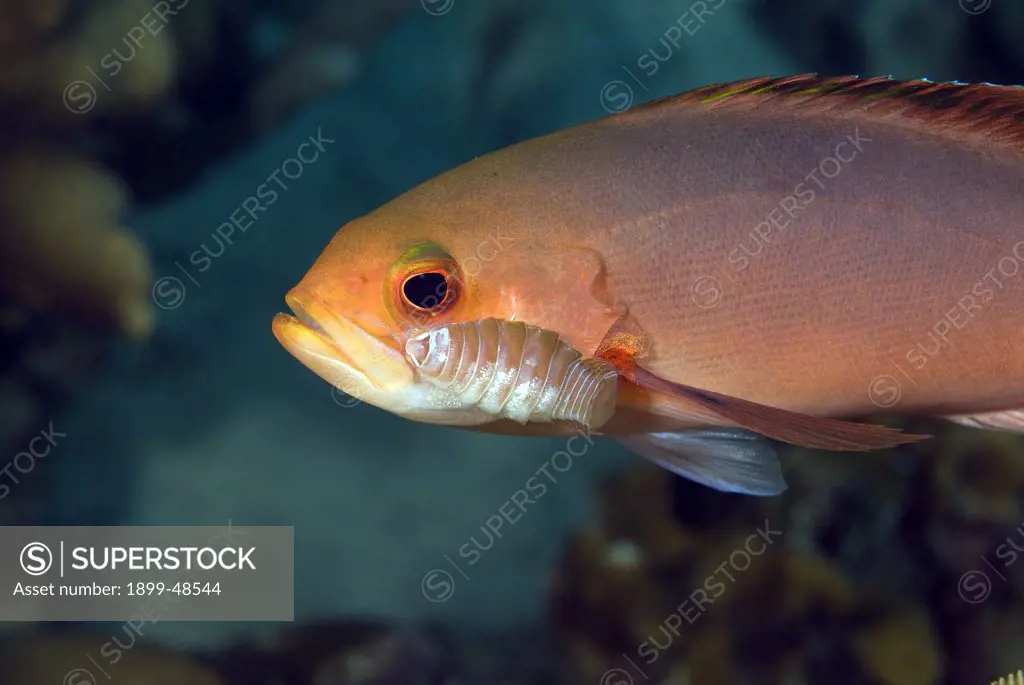 Parasitic Cymothoid isopod on the head of a creolefish. Paranthias furcifer, Anilocra. Something Special, Bonaire, Netherlands Antilles. . . .