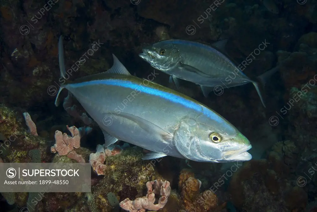 A pair of bar jack out on the reef hunting at night. Caranx ruber. Something Special, Bonaire, Netherlands Antilles. . . .