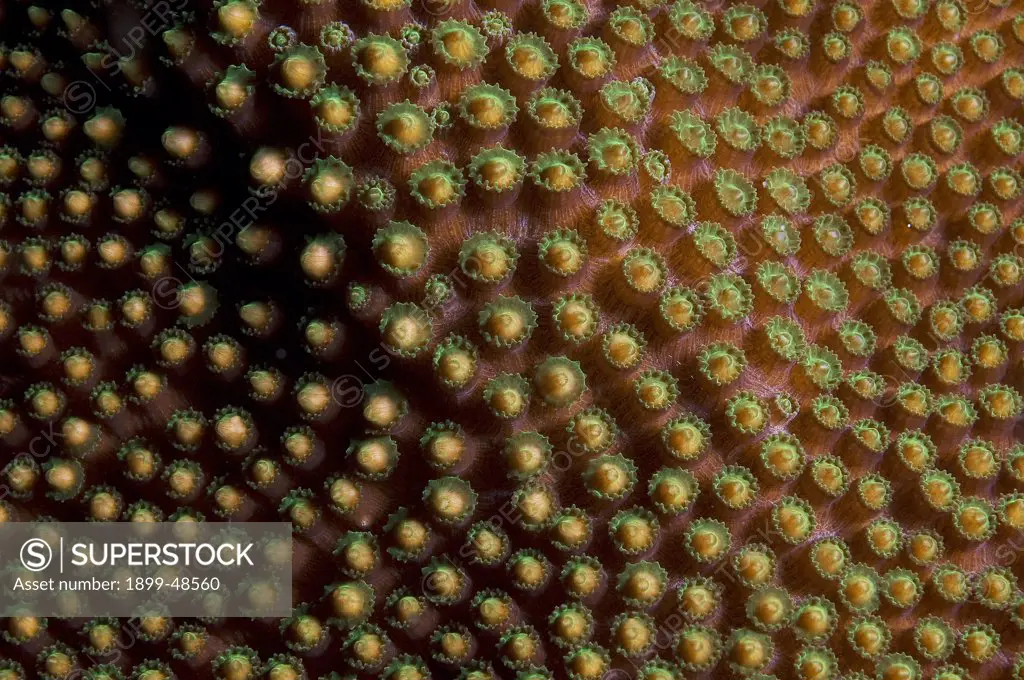 Close-up of boulder star coral releasing its gamete bundles during coral spawning. Montastraea franksi. Showing gamete bundles as they work their way towards the surface to be released. Sea Aquarium Reef, Curacao, Netherlands Antilles. . . .