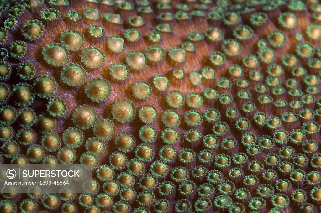 Close-up of boulder star coral releasing its gamete bundles during coral spawning. Montastraea franksi. Showing gamete bundles as they work their way towards the surface before being released. Sea Aquarium Reef, Curacao, Netherlands Antilles. . . .