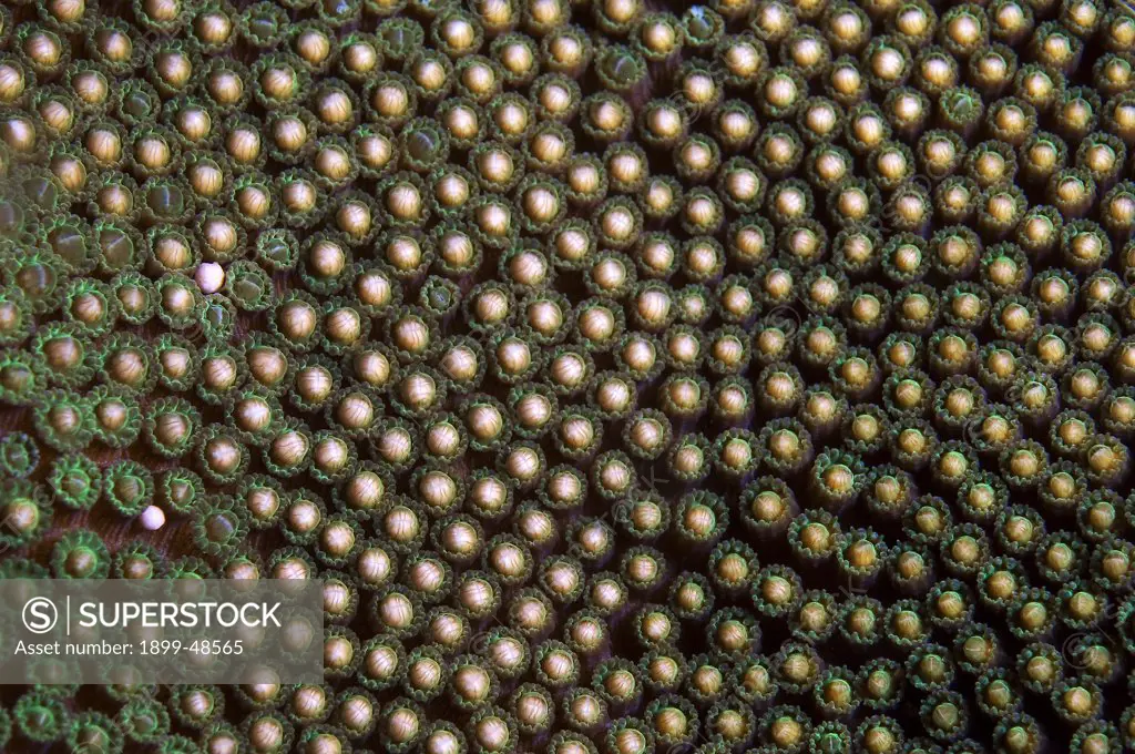 Close-up of boulder star coral releasing its gamete bundles during coral spawning. Montastraea franksi. Showing gamete bundles just moments before releasing. Sea Aquarium Reef, Curacao, Netherlands Antilles. . . .