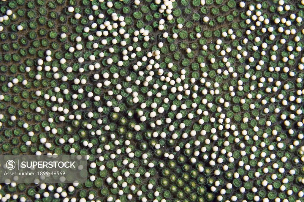 Close-up of boulder star coral releasing its gamete bundles during coral spawning. Montastraea franksi. Shows egg bundles in several stages of being released. Sea Aquarium Reef, Curacao, Netherlands Antilles. . . .