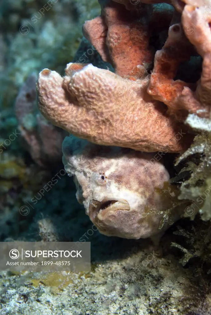 Longlure frogfish peering around a sponge. Antennarius multiocellatus. Caracasbaai, Curacao, Netherlands Antilles. . . .