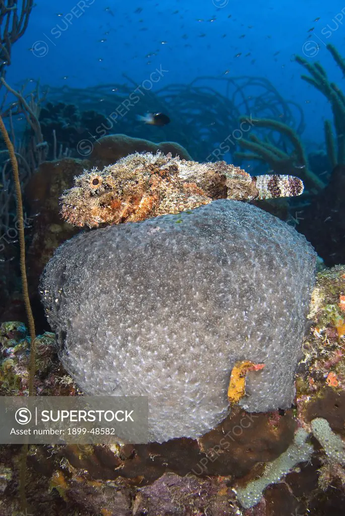 Spotted scorpionfish resting on top of a huge sponge. Scorpaena plumieri.  Alice in Wonderland, Bonaire, Netherlands Antilles. . . .