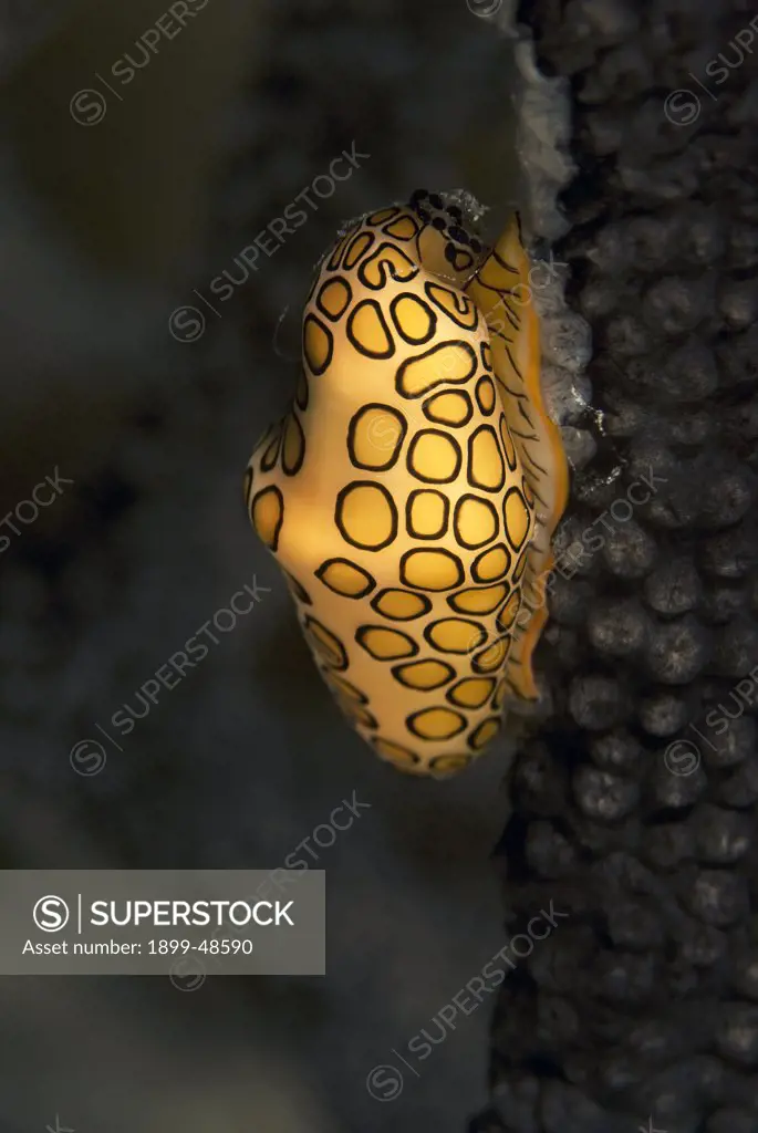 Close-up of a flamingo tongue on a gorgonian showing amazing pattern of mantle. Cyphoma gibbosum. Sea Aquarium Reef, Curacao, Netherlands Antilles. . . .