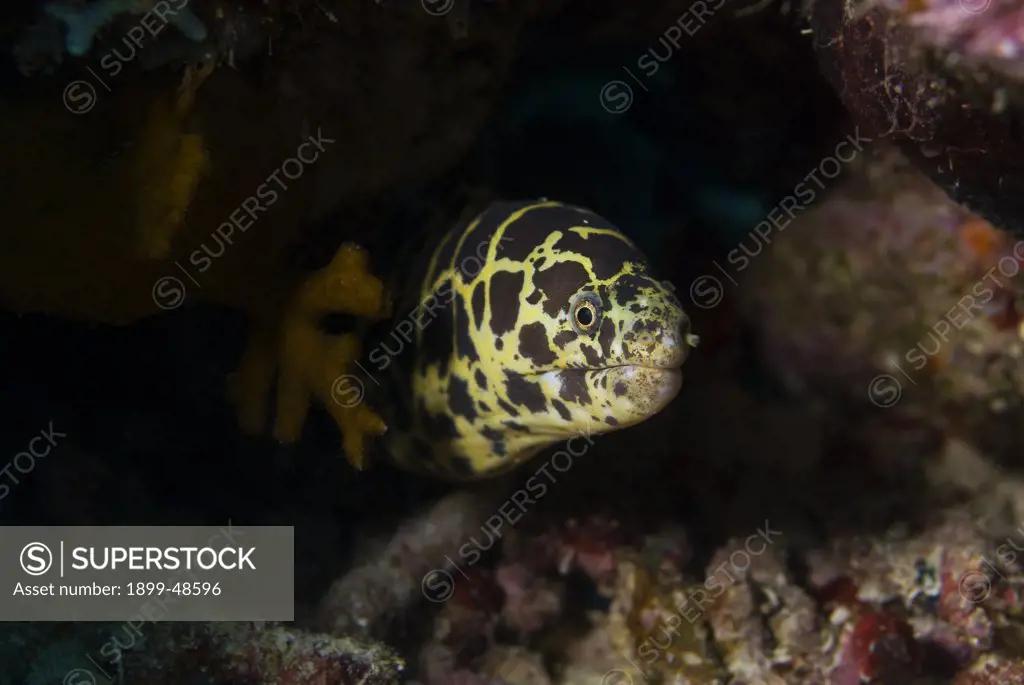 Chain moray eel peering out from cave. Echidna catenata. Sea Aquarium Reef, Curacao, Netherlands Antilles. . . .