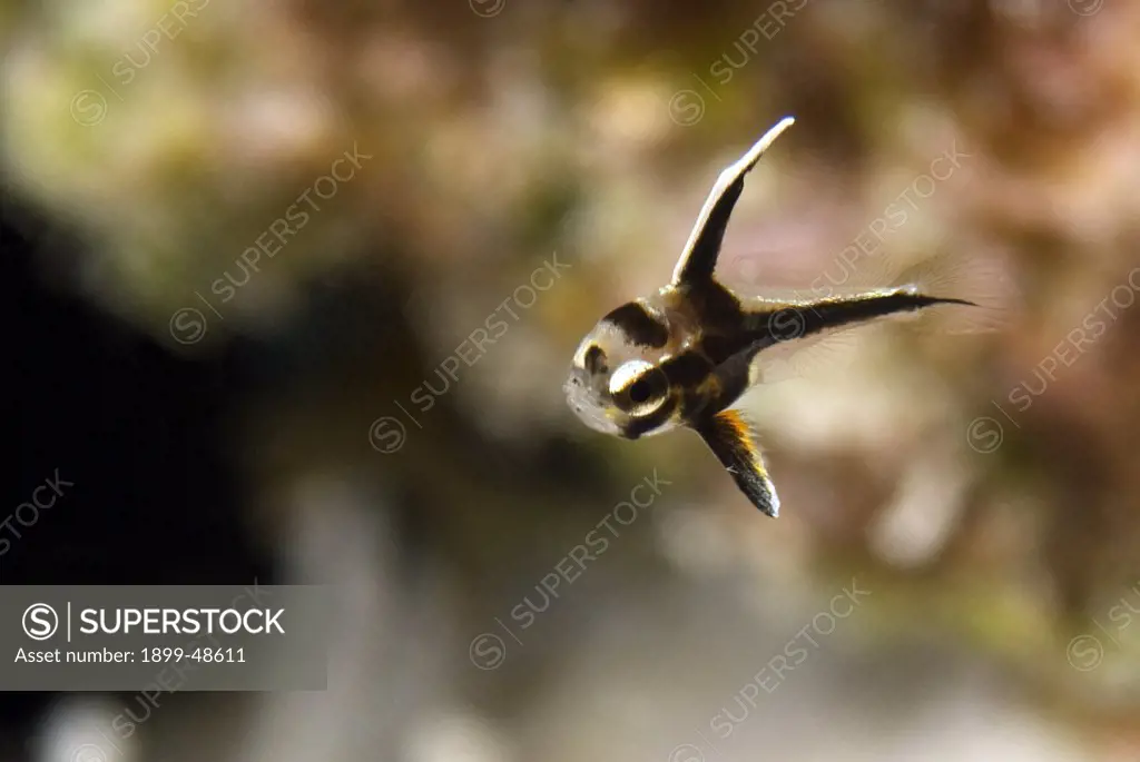 Portrait of a settling juvenile spotted drum fish. Equetus punctatus. Settling postlarvae, size of a pea. 1000 Steps, Bonaire, Netherlands Antilles. . . .