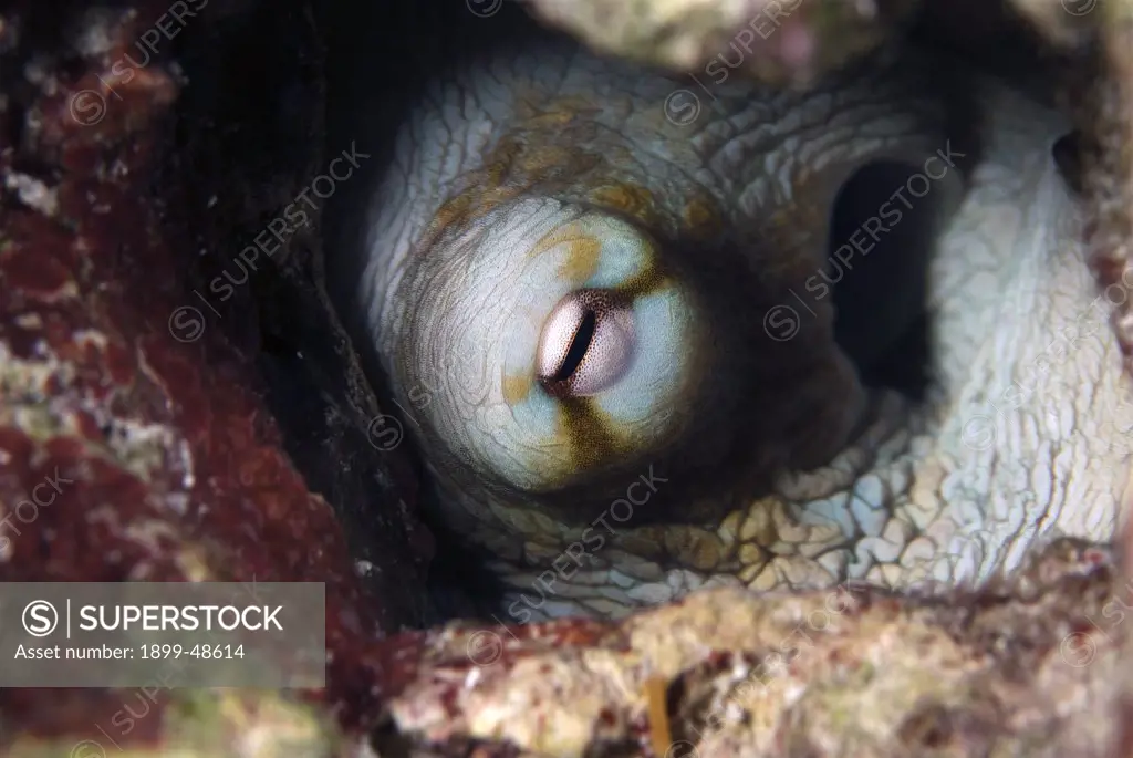 Eye-to-eye with an octopus. Octopus vulgaris. Superior Producer, Curacao, Netherlands Antilles. . . .